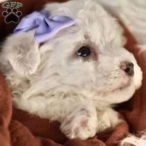 Bella, Bichon Frise Puppy